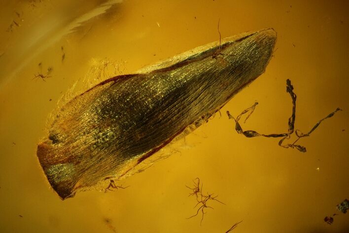 Detailed Fossil Plant Leaf (Gymnosperm) In Baltic Amber #128320